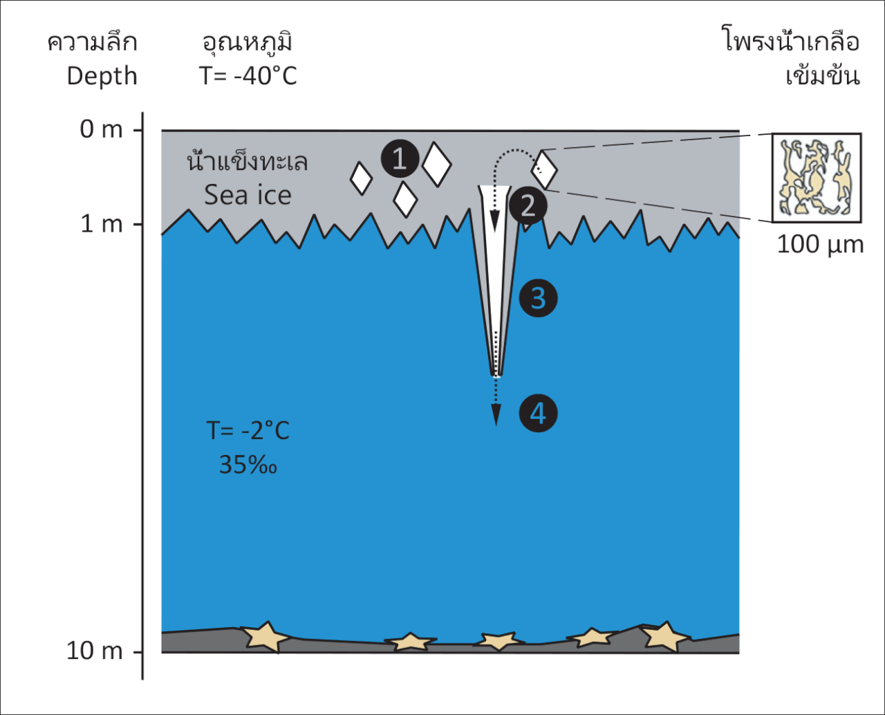Fig. 1: Ciclo di formazione del dito della morte: l’acqua marina congela in superficie (1), formando ghiaccio poroso con cavità contenenti salamoia (2). Questa, erodendo il ghiaccio, raggiunge la base della banchisa (3) e precipita nell’acqua sottostante, congelandola attorno a sé e formando una stalattite cava (4). Continuando la discesa, la salamoia raggiunge il fondale (5), dove si diffonde e congela tutto ciò che incontra (6) 