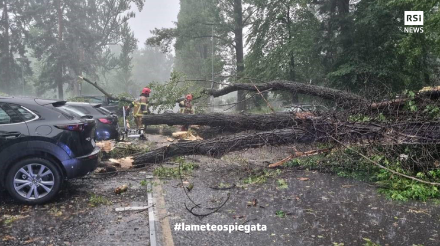 Sradicamento e rotture di alberi presso Locarno il 5 giugno 2022. Le raffiche di vento legate a una violenta linea temporalesca hanno raggiunto i 100 km/h (Pompieri Locarno)