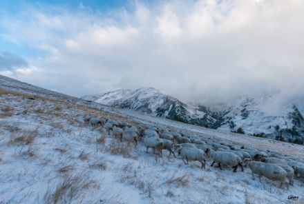 Pecore ancora al pascolo in Vallese, Val Ferret, immagine di Jérémie Lovey