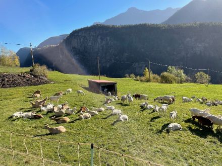 Fig. 5: Prati ancora molto verdi e erbetta fresca, grazie alle precipitazioni delle ultime settimane e le temperature ancora miti. Foto: L. Nisi.
