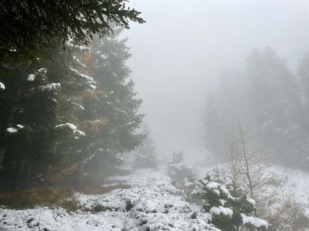 Fig. 1: nebbia in montagna. Gli alberi con i loro colori scuri e il forte contrasto aiutano l’escurionista ad orientarsi. La neve invece, bianca come la nebbia, peggiora la visibilità. Foto: L. Nisi.