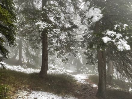   Fig. 4: abetaia nella nebbia. Foto: L. Nisi.