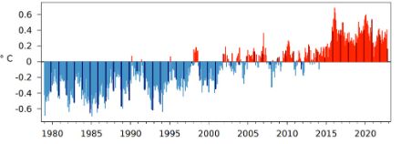 Figura 1: Anomalia della temperatura globale media mensile dal 1979 ad oggi rispetto alla norma 1991-2020. Le barre scure rappresentano i mesi di novembre. Fonte: Copernicus/ECMWF.