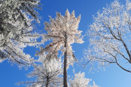 Fig. 3: Aghi di larice ancora gialli sotto la neve l’11 dicembre. Poco dopo sarebbero caduti per terra. Foto: Regula Gehrig.