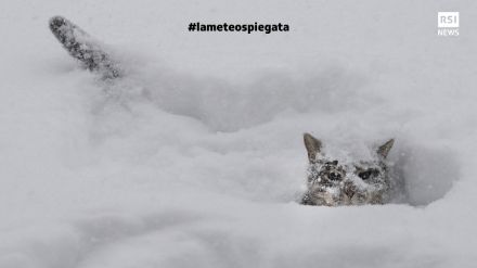 Fig. 1: quando si dice un "gatto delle nevi"... fotografato in Canada durante un'ondata di freddo e neve