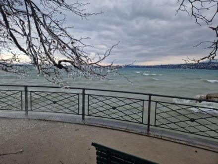 Foto di onde sul Lemano a Ginevra e di uno strato di ghiaccio su un albero in riva al lago.