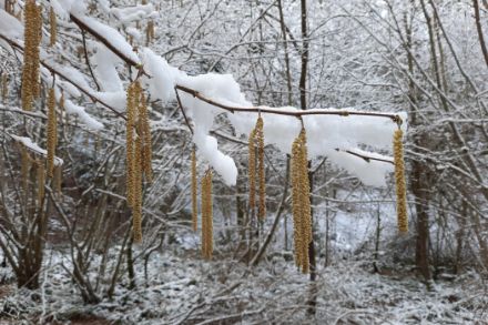 Fig. 6: La neve e il freddo hanno provocato una pausa nella fioritura dei noccioli. Nella foto gli amenti del nocciolo fioriti prima dell’arrivo della neve a Bubendorf (BL). Foto: Regula Gehrig.