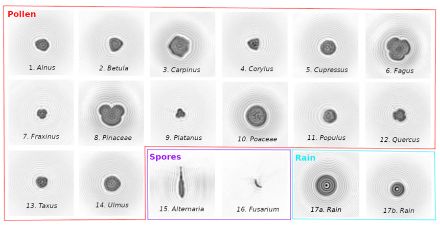 Fig. 1: Immagini delle particelle rilevate dal sistema automatico di misurazione del polline Swisens Poleno.