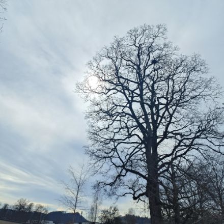 Cirrostrato fotografato a Burgdorf.