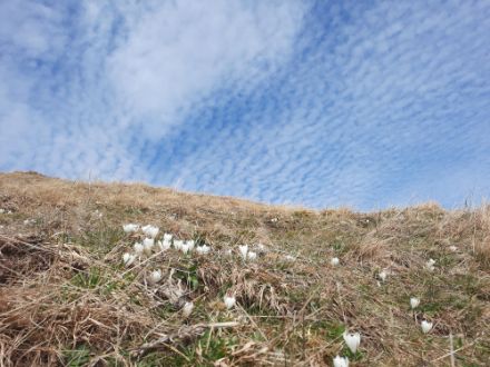 Foto scattata da Steinerberg (SZ) con cirrocumuli nel cielo.