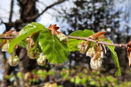 Fig 4: Il dispiegamento delle foglie del faggio è avvenuto nella norma. In questa foto, scattata il 23 aprile a Merligen (BE) i fiori erano ancora chiusi e le antere non ancora visibili. Foto: Regula Gehrig.