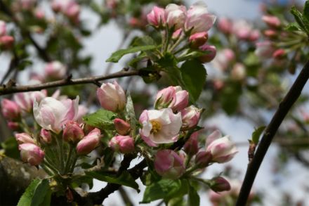 Fig 5:  Nella Fricktal i primi fiori dei meli si sono aperti il 24 aprile. Foto: Regula Gehrig.