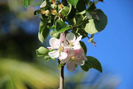 Fig. 3: I fiori di melo come si presentano oggi, 25.4.2023. La fioritura iniziata il 30 marzo e che era nel suo pieno verso il 7 aprile, ora è ormai al suo termine, all'immagine dei pochi fiori ormai scoloriti rimasti. 