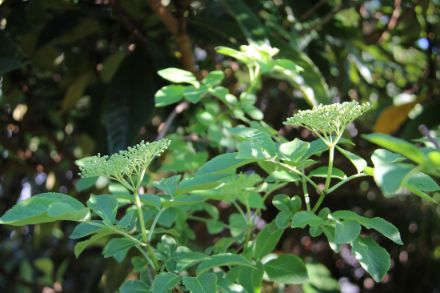 Fig. 8: Anche i fiori del sambuco nero presente nel giardino di Locarno-Monti sono ancora chiusi. 