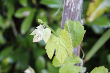 Fig. 7: In attesa che i fiori della vite giungano a maturazione e si aprano. 