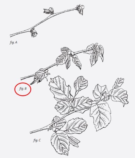 Fig. 2: Spiegamento delle foglie del nocciolo. Nella fig. A è schizzato lo stadio preliminare, mentre la fig. B indica lo stadio di spiegamento delle foglie al 50% che è quello rappresentativo per le osservazioni fenologiche. La fig. C indica lo stato seguente e finale. 