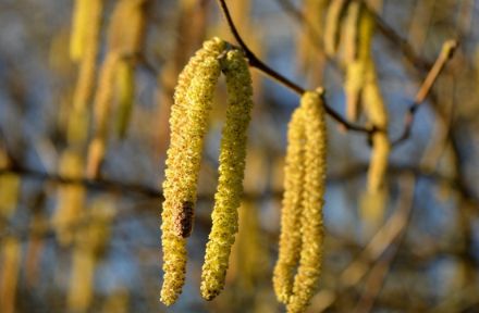 Fig. 1: Amenti di nocciolo aperti: i pollini vengono liberati nell'aria. 