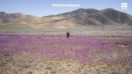 Fig. 5. Fioritura nel deserto di Atacama, Cile, il 9 ottobre 2022. Considerato il più arido del mondo, grazie a La Niña e all'umidità apportata quasi duecento specie di piante fioriscono. Fonte: RSINews-keystone.
