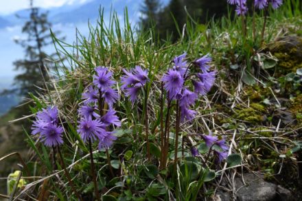 Soldanella comune.