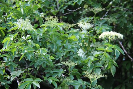Fig. 2: Il sambuco nero a Locarno-Monti ha iniziato a fiorire lo scorso 4 maggio, 8 giorni dopo il 50% delle infiorescenze erano sviluppate. L'infiorescenza del sambuco è una tipologia chiamata "corimbo". Il corimbo è un tipo di infiorescenza composta da fiori che si sviluppano su peduncoli di lunghezza variabile, ma tutti raggiungono lo stesso punto d'inserzione, formando così un ampio gruppo di fiori. Nell'infiorescenza del sambuco, i fiori sono piccoli e di colore bianco o crema, e formano un corimbo denso e appiattito. Oggi buona parte dei "corimbi" hanno perso i fiori, ne rimangono ancora solo alcuni. 