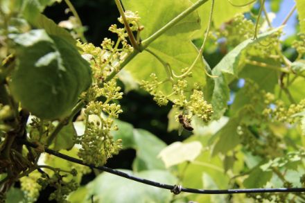 Fig. 6: La vite nel nostro giardino ha iniziato la fioritura da pochi giorni, e riceve puntualmente le prime visite. 