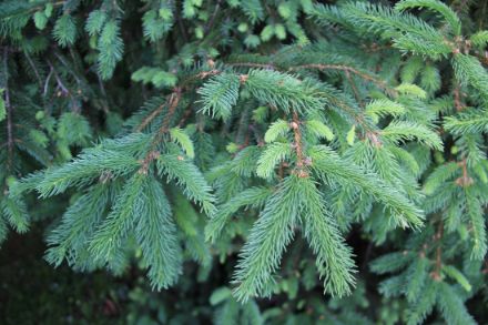 Fig. 3: Lo spiegamento delle foglie (o aghi) dell'abete rosso nel nostro giardino è stato registrato quest'anno il 4 maggio. Durante il periodo invernale, gli aghi dell'abete rosso possono assumere un colore verde scuro. Tuttavia, durante la primavera e l'estate, le nuove foglie si sviluppano e assumono un colore verde brillante. Questa caratteristica è tipica delle conifere, tra cui l'abete rosso.