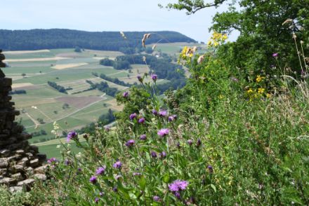 A giugno i prati sono stati falciati e i colori brunastri sono diventati sempre più comuni nel paesaggio, anche a causa della crescente siccità. I fiori di inizio estate, come l'ambrosia e l'iperico, hanno dato un tocco di colore il 18 giugno nella Schenkenbergertal (AG). 