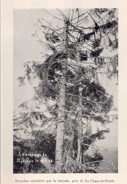 Fig. 4: Abete rosso colpito da un tornado.