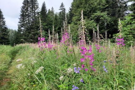 Fig. 5: Garofanino maggiore (Epilobium angustifolium) in fiore il 13 luglio sul Giura al Col du Marchairuz VD.