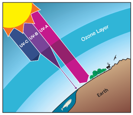 Fig. 2. Le radiazioni UV si dividono in tre categorie. La più energica, e quindi la più pericolosa, è la UVC, che però viene assorbita dall'atmosfera ad alta quota. Gli UVB, anch'essi pericolosi, sono quasi completamente assorbiti dallo strato di ozono. Solo la radiazione UVA, meno energetica, raggiunge il suolo praticamente senza ostacoli. Fonte: Deutscher Wetterdienst.