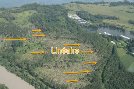 Figura 5: Numerosi alberi orientati nella stessa direzione dopo un probabile downburst a Le Bouveret nel 2005. Lo stesso orientamento degli alberi significa che i venti hanno soffiato nella stessa direzione, senza alcuna rotazione visibile. (Foto: Lionel Peyraud)