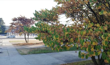 Figura 5. Gli alberi iniziano ad assumere i colori autunnali a causa della mancanza di pioggia, come si vede nei pressi di Place des Nations a Ginevra domenica 20 agosto 2023.