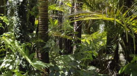 Tutti gli elementi che compongono la foresta pluviale amazzonica rappresentano un insieme dai delicati equilibri e di vitale importanza per il sistema climatico terrestre. Foto: Pixabay. 