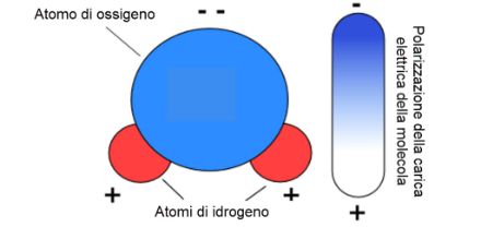 Ripartizione delle cariche e della polarità di una molecola di acqua. 
