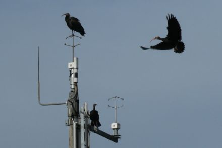 Fig. 5: tre esemplari di ibis eremita hanno fatto visita alla stazione di misurazione del vento dell'aeroporto di Zurigo. Non si sa se questi uccelli apprezzino o meno il caldo attuale, non glielo abbiamo chiesto 🙂 . 