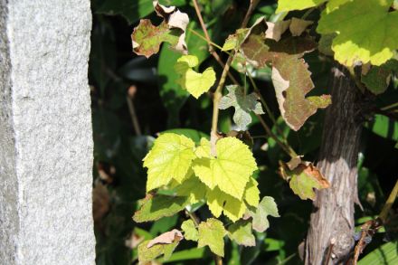 Pianta di vite a Locarno-Monti: foglie danneggiate dalla grandinata accanto a foglioline nuove. 