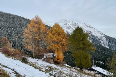 Panorama alpino con larici verdi e gialli