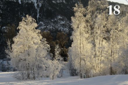 Alberi ricoperti di galaverna, ripresi il 23 dicembre 2011 nel parco naturale «Pouta Fontana” situato nei pressi di Grône (VS). Foto: Didier Ulrich 