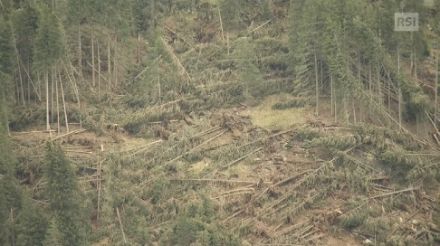 Fig. 1. Danni estesi nei boschi della Val Malvaglia, valle laterale della Valle di Blenio, a causa delle raffiche tempestose di scirocco lo scorso ottobre 2023. La direzione di sradicamento e rottura degli alberi (principalmente abeti rossi, qualche larice), indica che il vento si è incanalato nella Val Malvaglia da ovest - sudovest, dalla parte bassa a quella alta della vallata. Fonte: RSI-IlQuotidiano