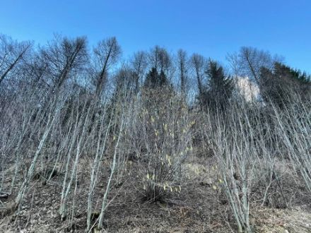 Nocciolo già sfiorito in Alta Leventina il 17.2.2024; tutt'attorno la vegetazione non si è ancora risvegliata. 