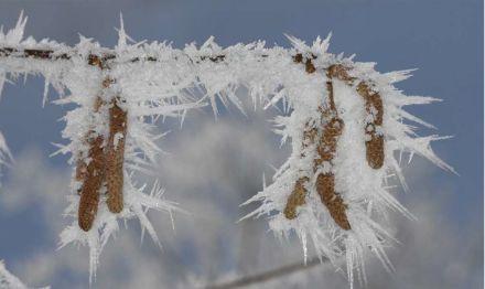 Amenti di nocciolo “congelati” per la brina il 14 genaio 2023 a Wasserflue (AG). Foto: Regula