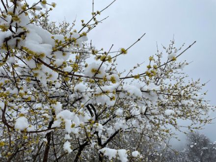 Fig. 7. E per chi attendeva la neve, che dire…meglio tardi che mai! Foto: Luca Nisi.