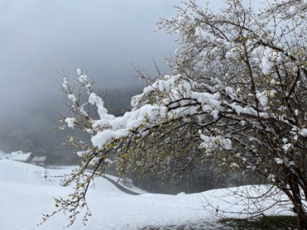 Neve sui fiori di croniolo a Mairengo a circa 900 metri di quota il 25 febbraio 2024.