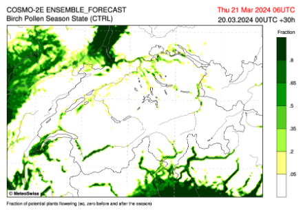 Figura 1: Percentuale di betulle pronte a fiorire secondo il modello numerico di previsione pollinica del 21 marzo. Più scuro è il verde, più alta è la percentuale di betulle pronte a fiorire. Il bianco indica che le betulle non sono ancora fiorite. Fonte: MeteoSvizzera. 