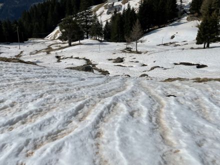 Fig.2 Neve trasformata a Predèlp a una quota di 1700 metri circa.  La fusione della neve risalta questa particolare struttura della superficie nevosa: avvallamenti dove le piogge hanno convogliato le polveri sahariane, dorsali bianche dove le polveri sono state dilavate.  