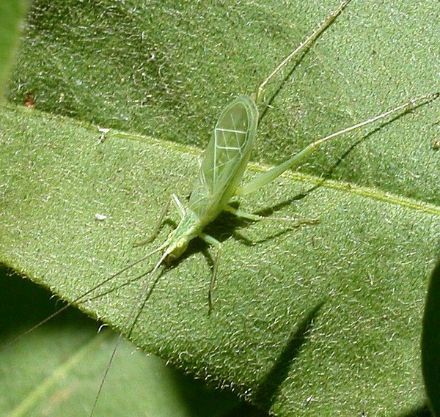 Oecanthus fultoni, probabilmente il “grillo termometro” originale