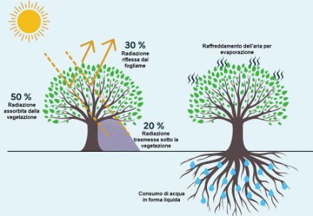 Illustrazione dell'effetto della vegetazione sulla radiazione solare e sulla temperatura dell'aria. 