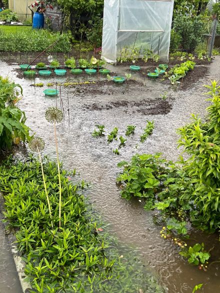 Fig. 2: il tempo persistentemente umido è una frustrazione per giardinieri e agricoltori. Questo giardino a Zugo ha ricevuto più della metà delle precipitazioni abituali di maggio negli ultimi due giorni. Almeno il problema delle lumache dovrebbe essere temporaneamente risolto. 