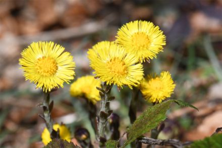 Tussilago