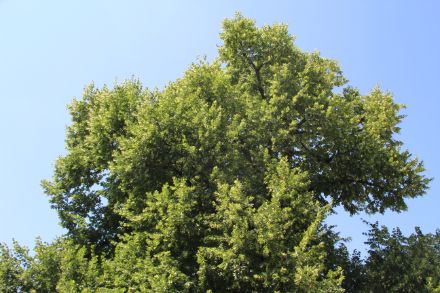 Fig. 1: Tiglio nostrano oggetto delle osservazioni fenologiche a Locarno-Monti. 